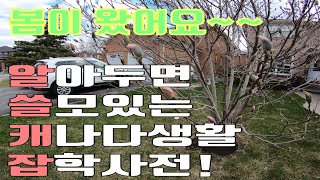 [캐나다살기] 햇빛이 좋은 주말의 산책. 알쓸캐잡 (알아두면 쓸모있는 캐나다생활 잡학사전). 드라이브웨이는 무슨 재질로? 내집앞에 주차해도 주차위반 딱지를 받을수 있어요