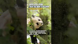 旅英12年，大熊猫“阳光”和“甜甜”已安全抵达成都双流机场， 欢迎宝贝们回家！ #chengdu #panda