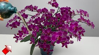 Do This Urgently !! The orchid will bloom like crazy and produce lots of roots.