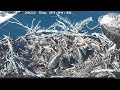 port_lincoln osprey hungry big bob attack on siblings sibling rivalry oct 6 2022