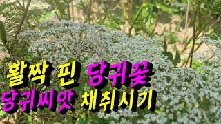 당귀재배 ~ 당귀씨앗파종시기,당귀씨앗채취시기 텃밭에 당귀꽃이 활짝 피었어요