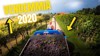 Vendemmia 2020 | E' iniziata la raccolta dell'uva | Filips Country