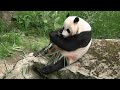 Panda Xing Ya Ouwehands Dierenpark 2022