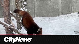 Calgary Zoo starting exhibit renovations