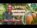 The Exotic Beehive Ginger Plant