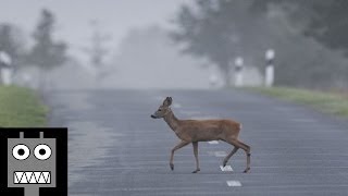 Wildwechsel Krimi Hörspiel