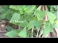 കമ്മ്യൂണിസ്റ്റ്‌ പച്ച ഔഷധഗുണങ്ങൾ medicinalherbs youtube herbsofkerala villagetips