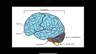 Neurology Physiology: Neocortex (1)