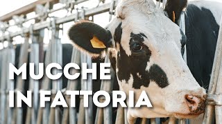 Suoni e versi di mucche in fattoria | Sounds and cries of cows on the farm |