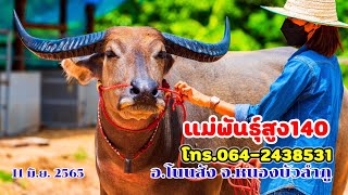 11 มิ.ย.2565 เปิดราคาควายงาม แม่พันธุ์สูง140 ท้องผสม 9ล้าน  อ.โนนสัง จ.หนองบัวลำภู โทร.064-2438531