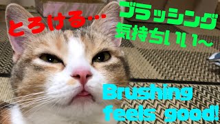 【満悦】ブラッシングが超気持ちいい猫。Cat brushing feels good.