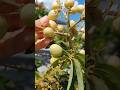 Jenis klengkeng dataran rendah. #klengkengdurian #lengkeng #klengkeng #buahorganik #fruit #petikbuah