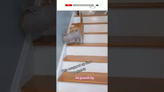 Funny cat | cute cats and dogs reaction animals doing funny things #funnycats #shorts #cats #032