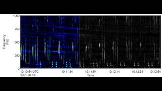 Humpback Whale song recorded on the JASCO-SMELTS Whale Recorder Raft