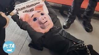 PETA Supporter in Pig Costume Arrested While Protesting Factory Farms