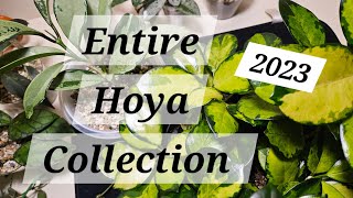 Entire Hoya Collection 2023 🌱🌿 | Part One  #hoya #hoyas #hoyacollection