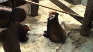 Baby red panda attack. 赤ちゃんレッサーパンダの攻撃