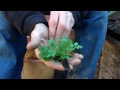 hairy bitter cress cardamine hirsuta on a rooftop.