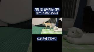 이제는 일어서는 것도, 걷는것도 힘들어하는 20살 강아지 #olddog #dog #pet