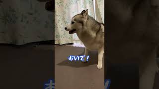 暴走モード突入したシベリアンハスキー犬がこちら #shorts