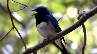 オオルリの鳴き姿 (4K)  /  Blue-and-White Flycatcher