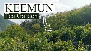 Keemun Black Tea Garden | Tea Travel Vlog | Qimen Hong Cha tea farm | ZhenTea