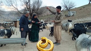 A poisonous snake hid in the chicken house and attacked Shirin who was cleaning