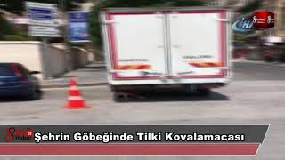 Şehrin Göbeğinde Tilki Kovalamacası 3 Ağustos 2018 8gunhaber 1