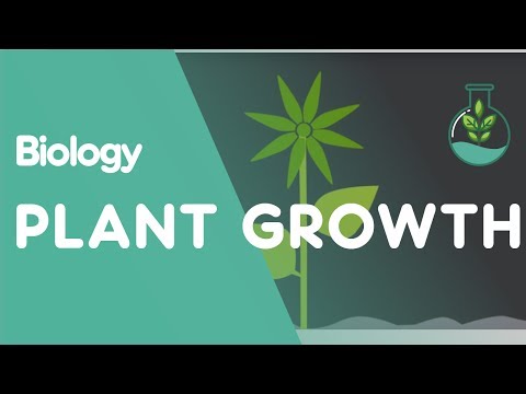 Plant Growth: Auxins and Gibberellins | Biology for All | FuseSchool Plant Growth: Auxins and Gibberellins | Biology for All | FuseSchool