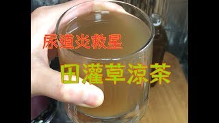 田灌草涼茶 尿道炎救星 簡單做法