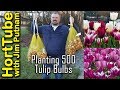 Planting 500 Tulip Bulbs