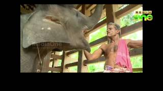 Baby elephant in Konni  Elephant training centre attracts visitors