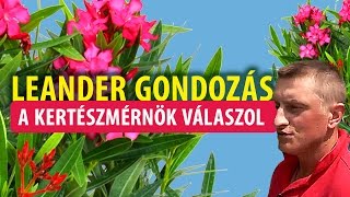 A Leander gondozása - kertészet, Budapest