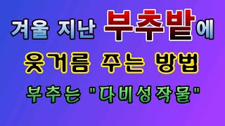 [텃밭농부. 1,339]  겨울을 지난 부추밭에 웃거름 주는 방법. #부추재배