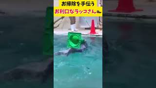 これは助かる #おもしろ動画 #ラッコ  #shorts #海外の反応