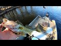 dam fall walleyes mississippi river walleye and sauger november walleye fishing