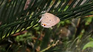 クロマダラソテツシジミLuthrodes pandava /Chilades pandava 鳳園 2019/04/21 Fung Yuen, Butterfly of Hong Kong 香港の蝶