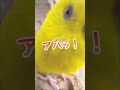 【インコのつぼみ】ボクまっキイロ！ セキセイインコ つぼうみちゃんねる おしゃべりインコ 面白インコ 癒し おもしろ インコ budgie budgerigar