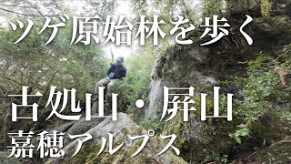 【登山】ツゲ原始林を歩く　古処山・屛山　〜嘉穂アルプス〜