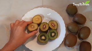 Giới thiệu quả kiwi và dứa