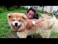 残暑の中本領発揮出来ない保護犬達 animal rescue nursing