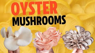 Types Of Oyster Mushrooms - A Complete Guide To All The Different Types You Can Grow Or Eat