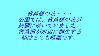 黄菖蒲２０２３年４月２９日