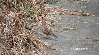 キジ♀　ヨシガモ　ハシビロガモ　カイツブリ　クイナ　カワセミ　バン　イソシギ　今日の鳥