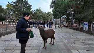 Day 2 in Japan: Exploring the Beauty of Uji \u0026 Nara!