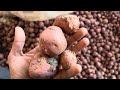 इंदौर मंडी नए आलू का भाव । mandibhav potato indoremandikabhav aalukabhav आलू indoremandibhav