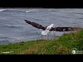 royal albatross 🐦 qt jumps high down the runway ✈️ 😊 getting ready for lift off 8.23.22