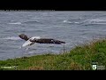 royal albatross 🐦 qt jumps high down the runway ✈️ 😊 getting ready for lift off 8.23.22