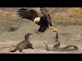 King of the Sky! Eagle hunts Mongoose, Snake to eat meat - King Cobra vs Mongoose
