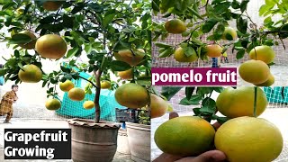 How To Grow Grapefruit plant at Home | Pomelo Plant Growing in pot | pomelo fruit